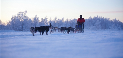 Finnish Lapland Dogsledding, photo by Visit Finland